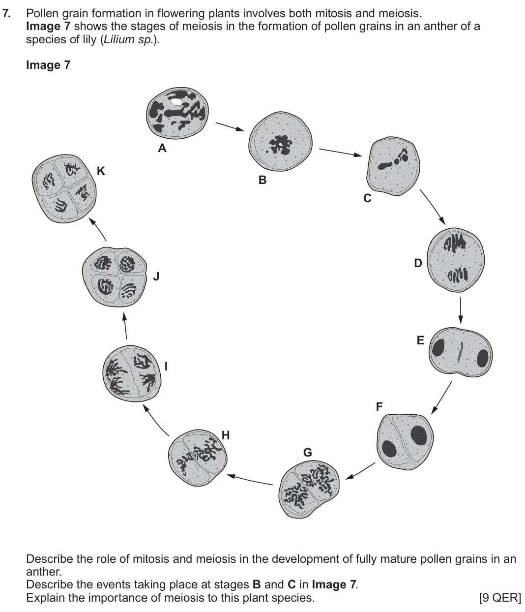 June 2025 Component 2, question 7: Pollen grain formation in flowering plants involves both mitosis and meiosis. Image 7 shows the stages of meiosis in the formation of pollen grains in an anther