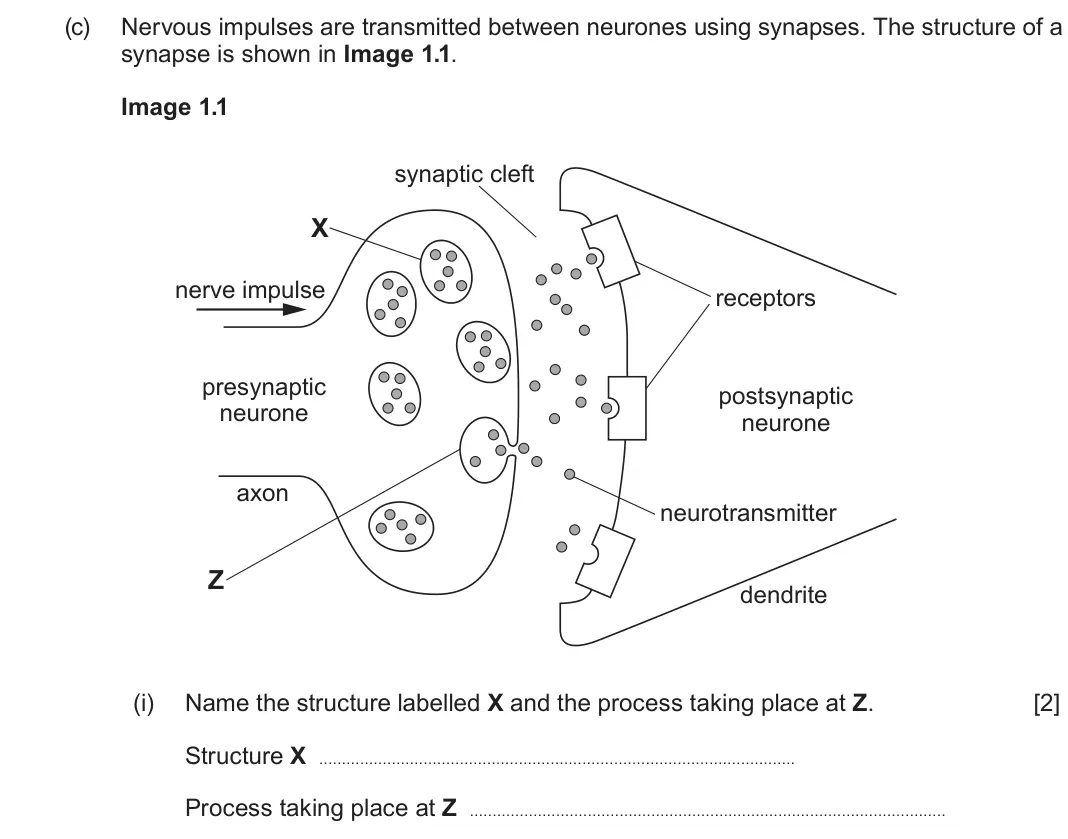 June 2022 Component 3, question 1(c)(i): Name the structure labelled X and the process taking place at Z. [2] Structure X Process taking place at Z