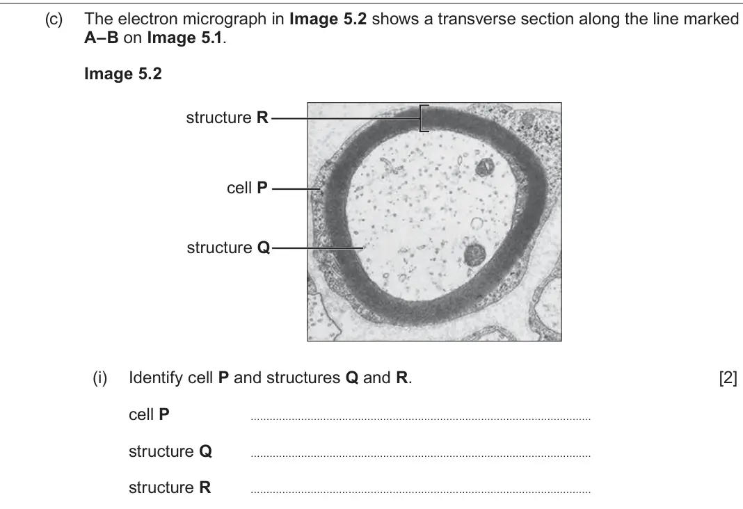 June 2023 Component 3, question 5(c)(i): Identify cell P and structures Q and R. [2] cell P structure Q structure R