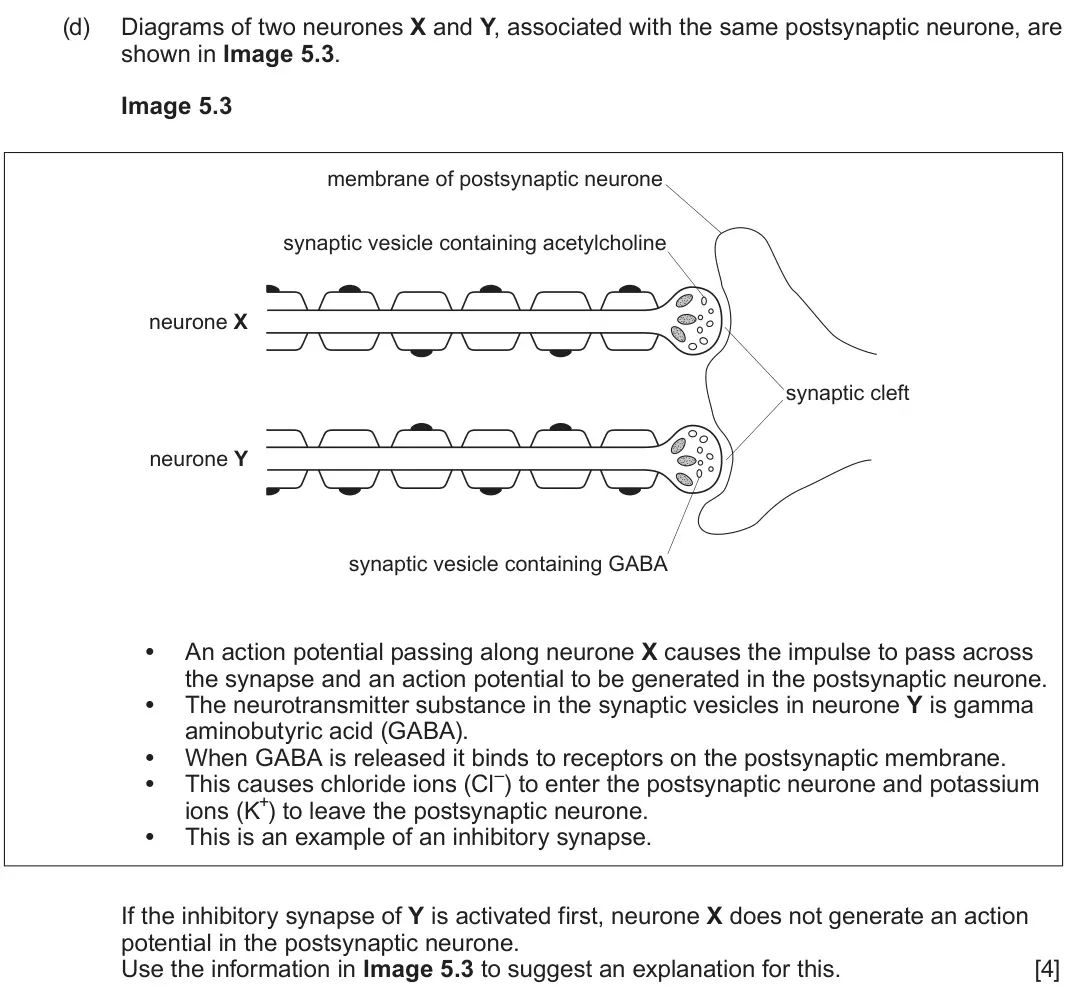 June 2023 Component 3, question 5(d): Diagrams of two neurones X and Y, associated with the same postsynaptic neurone, are shown in Image 5.3. Image 5.3 membrane of postsynaptic neurone synaptic ves