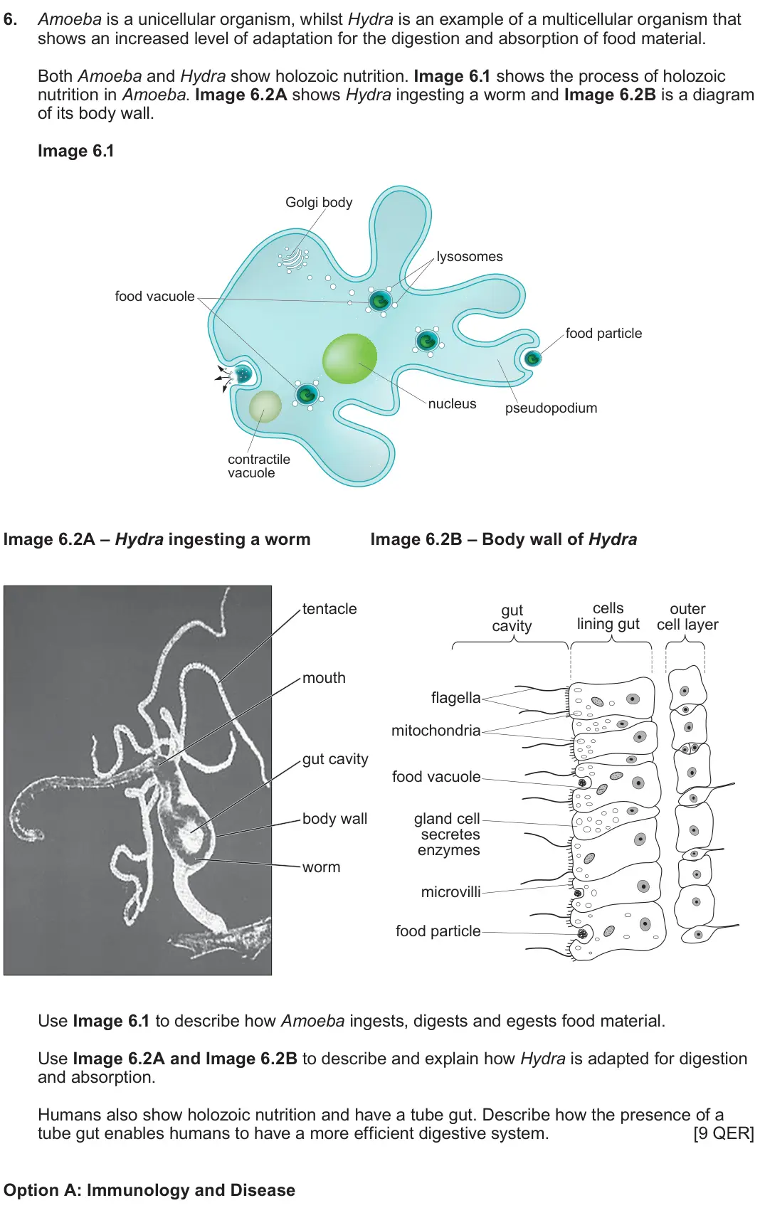 June 2023 Component 3, question 6: Amoeba is a unicellular organism, whilst Hydra is an example of a multicellular organism that shows an increased level of adaptation for the digestion and absor