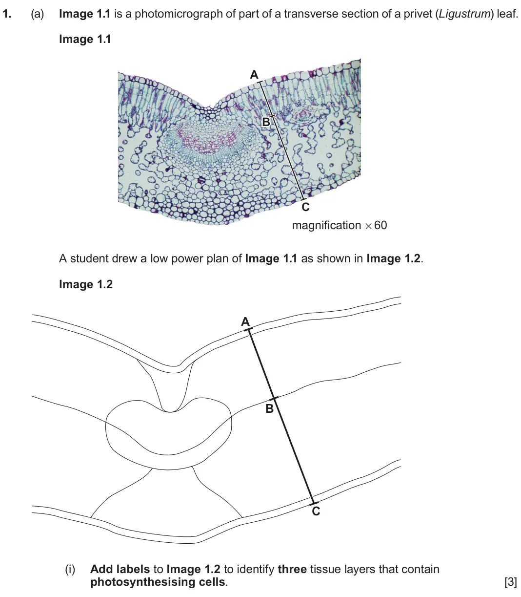 June 2024 Component 3, question 1(a)(i): Add labels to Image 1.2 to identify three tissue layers that contain photosynthesising cells. [3]
