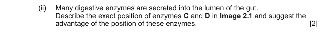 June 2024 Component 3, question 2(a)(ii): Many digestive enzymes are secreted into the lumen of the gut. Describe the exact position of enzymes C and D in Image 2.1 and suggest the advantage of the posi