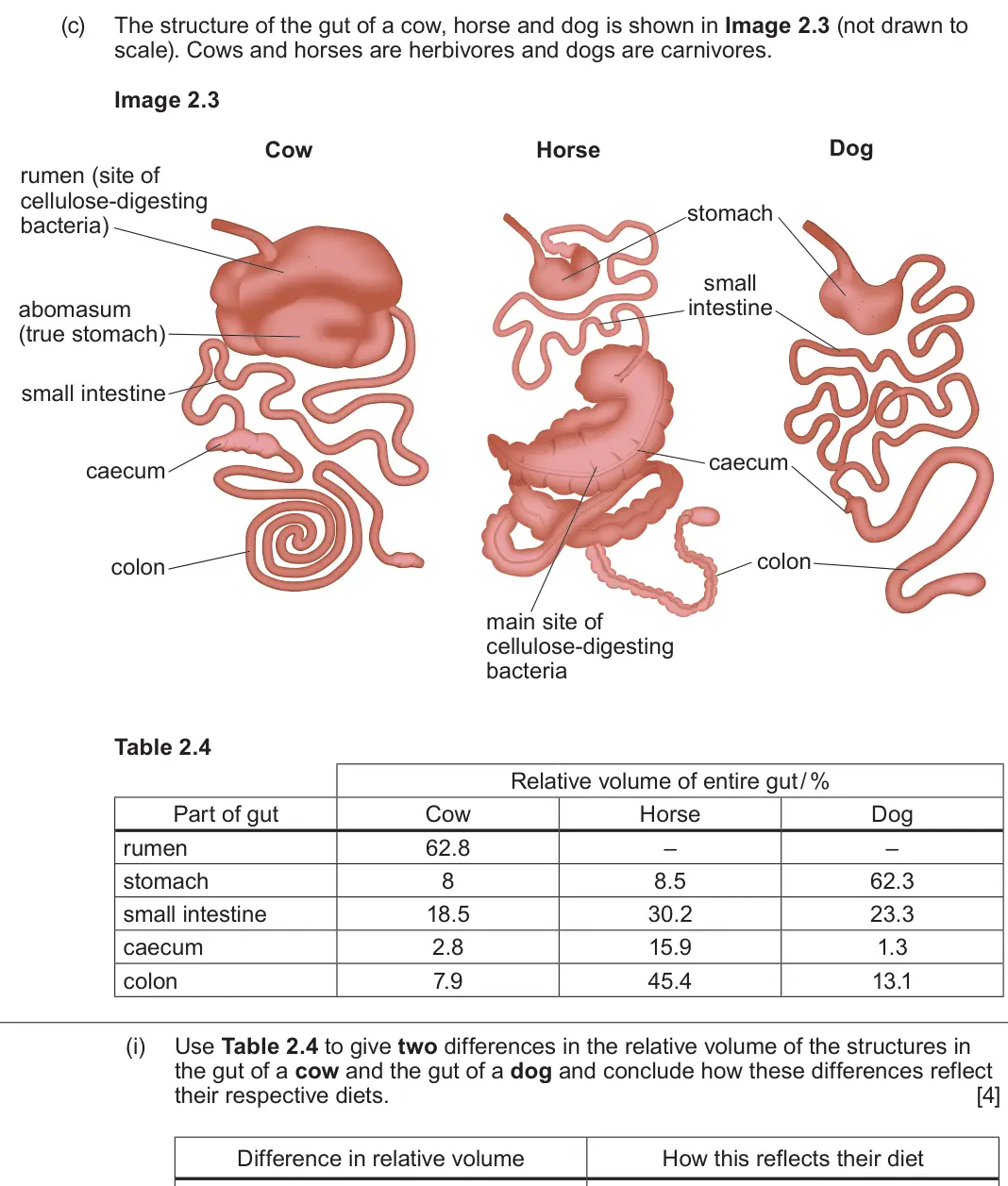 June 2024 Component 3, question 2(c)(i): Use Table 2.4 to give two differences in the relative volume of the structures in the gut of a cow and the gut of a dog and conclude how these differences refle