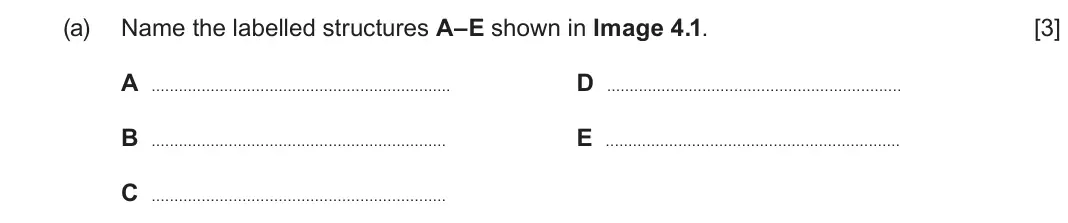 June 2024 Component 3, question 4(a): Name the labelled structures A–E shown in Image 4.1. [3] A D B E C