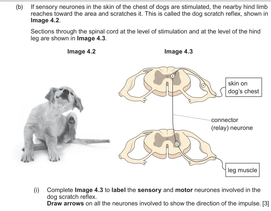 June 2024 Component 3, question 4(b)(i): Complete Image 4.3 to label the sensory and motor neurones involved in the dog scratch reflex. Draw arrows on all the neurones involved to show the direction of