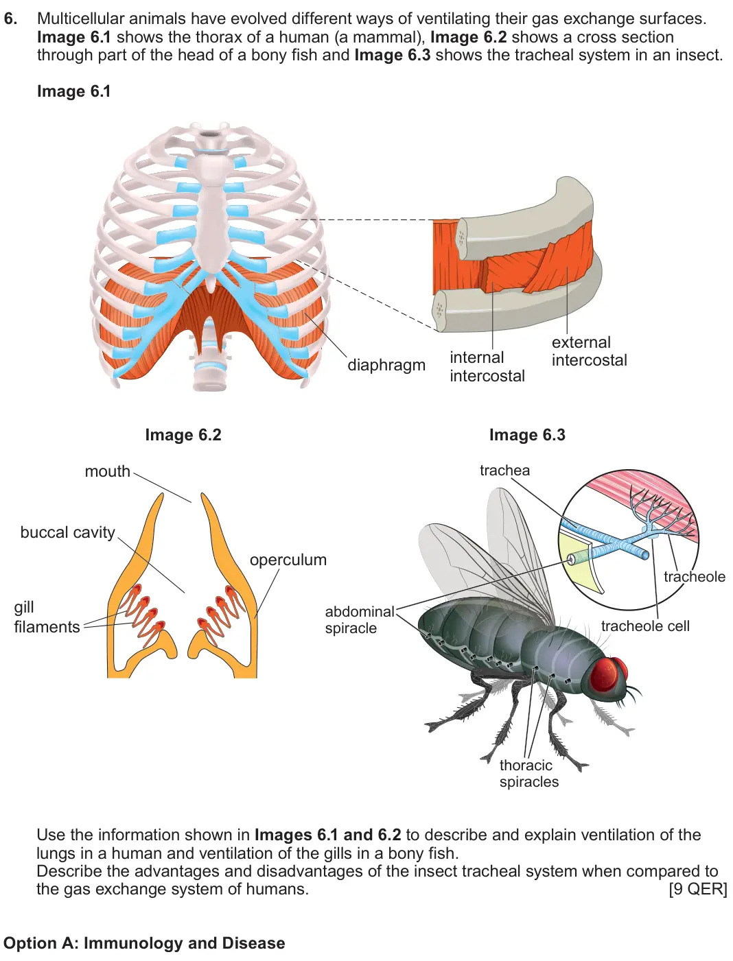 June 2024 Component 3, question 6: Multicellular animals have evolved different ways of ventilating their gas exchange surfaces. Image 6.1 shows the thorax of a human (a mammal), Image 6.2 shows 