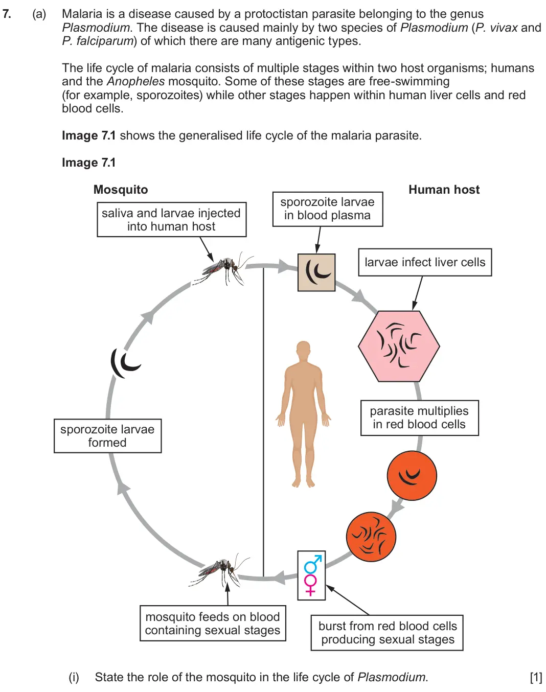 June 2024 Component 3, question 7(a)(i): State the role of the mosquito in the life cycle of Plasmodium. [1]