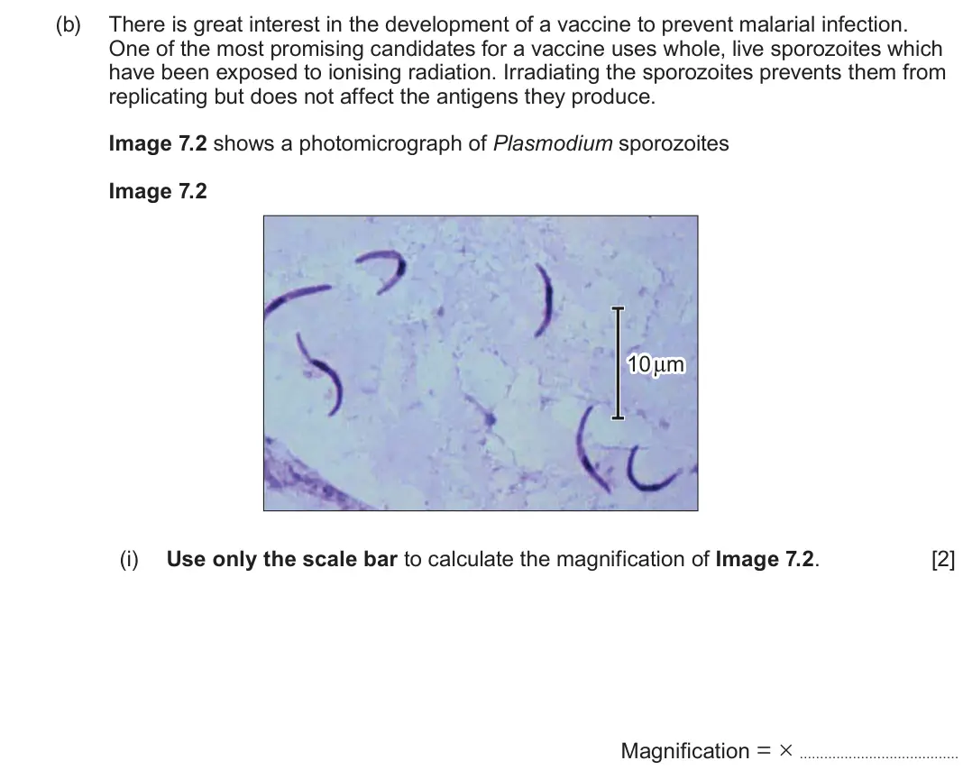 June 2024 Component 3, question 7(b)(i): Use only the scale bar to calculate the magnification of Image 7.2 [2] Magnification = ×