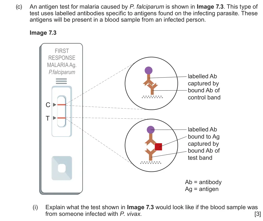 June 2024 Component 3, question 7(c)(i): Explain what the test shown in Image 7.3 would look like if the blood sample was from someone infected with P. vivax. [3]