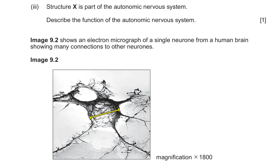 June 2024 Component 3, question 9(a)(iii): Structure X is part of the autonomic nervous system. Describe the function of the autonomic nervous system. [1] Image 9.2 shows an electron micrograph of a sing