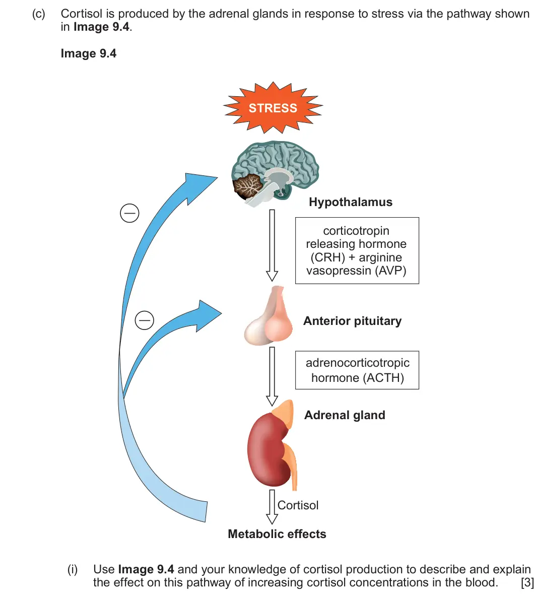 June 2024 Component 3, question 9(c)(i): Use Image 9.4 and your knowledge of cortisol production to describe and explain the effect on this pathway of increasing cortisol concentrations in the blood. [