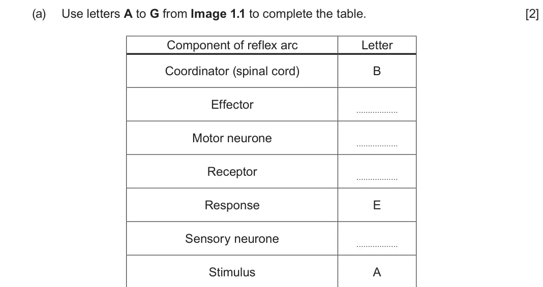 June 2025 Component 3, question 1(a): Use letters A to G from Image 1.1 to complete the table. [2] Component of reflex arc Letter Coordinator (spinal cord) B Effector Motor neurone Receptor Response