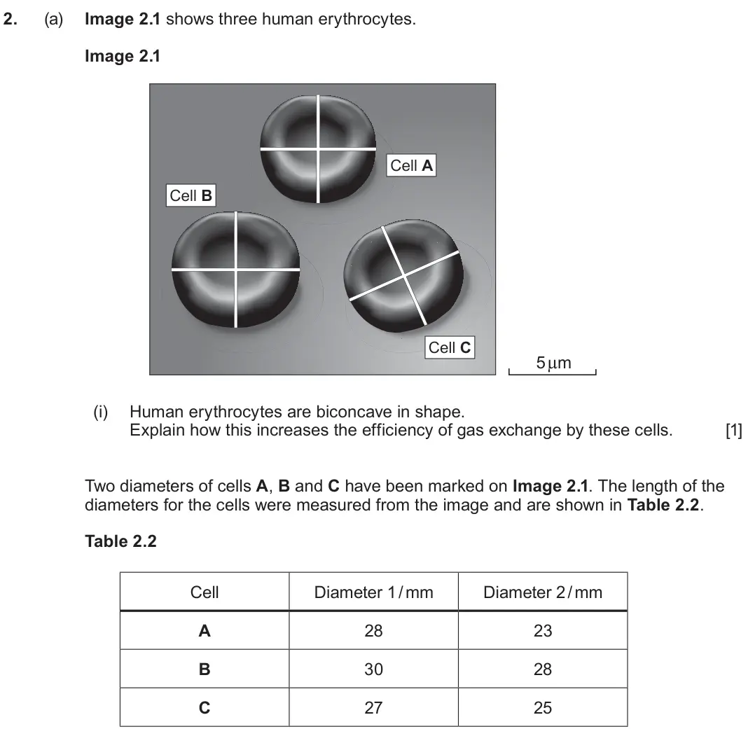 June 2025 Component 3, question 2(a)(i): Human erythrocytes are biconcave in shape. Explain how this increases the efficiency of gas exchange by these cells. [1] Two diameters of cells A, B and C have 