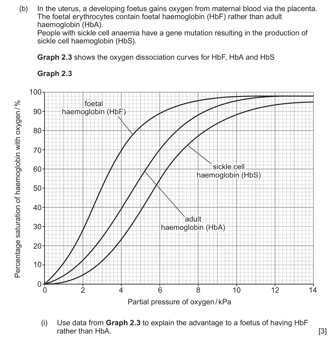 June 2025 Component 3, question 2(b)(i): Use data from Graph 2.3 to explain the advantage to a foetus of having HbF rather than HbA. [3]