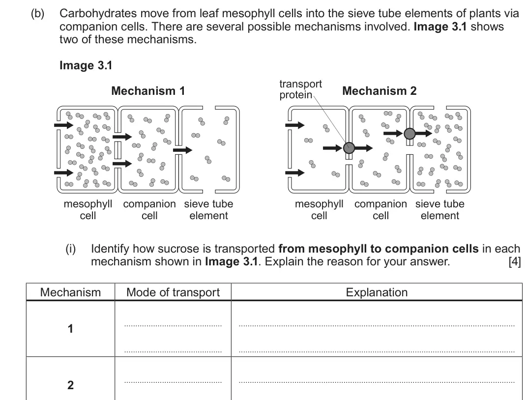 June 2025 Component 3, question 3(b)(i): Identify how sucrose is transported from mesophyll to companion cells in each mechanism shown in Image 3.1. Explain the reason for your answer. [4] Mechanism Mo