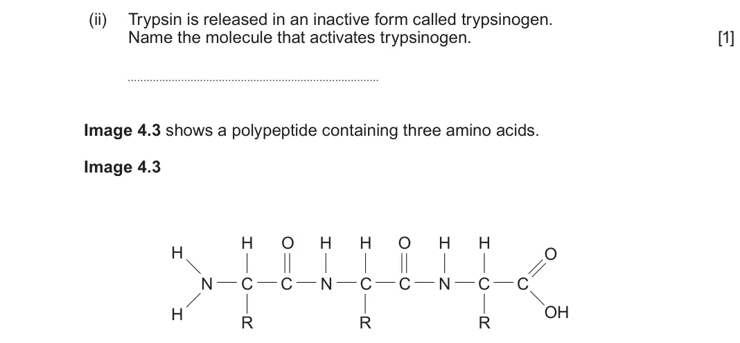 June 2025 Component 3, question 4(c)(ii): Trypsin is released in an inactive form called trypsinogen. Name the molecule that activates trypsinogen. [1] Image 4.3 shows a polypeptide containing three ami