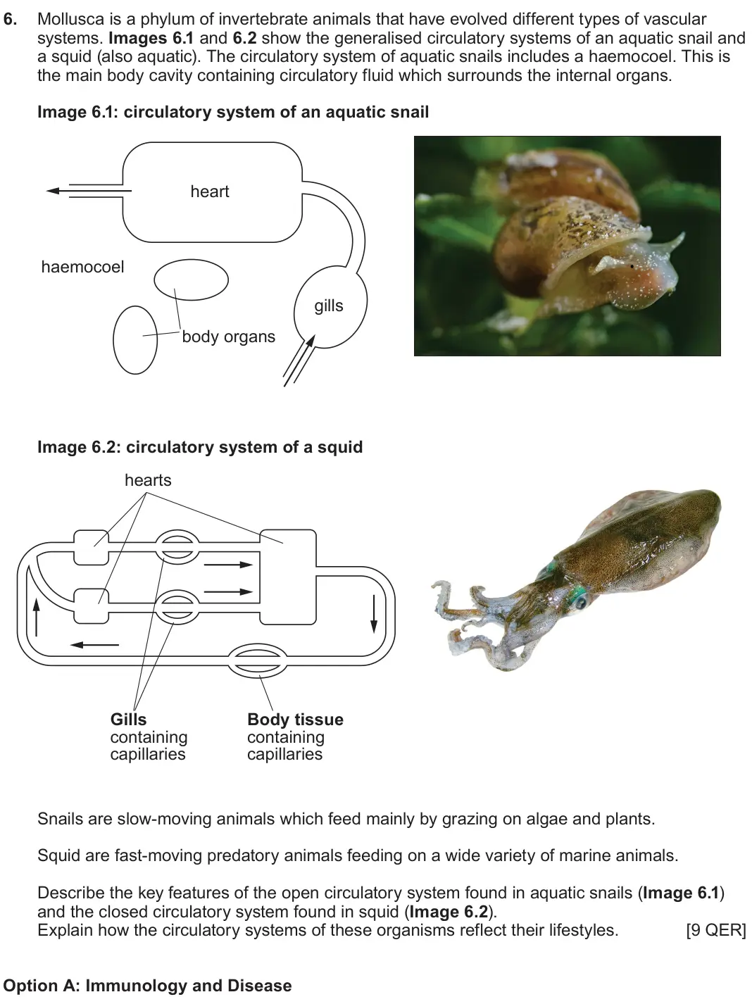 June 2025 Component 3, question 6: Mollusca is a phylum of invertebrate animals that have evolved different types of vascular systems. Images 6.1 and 6.2 show the generalised circulatory systems 