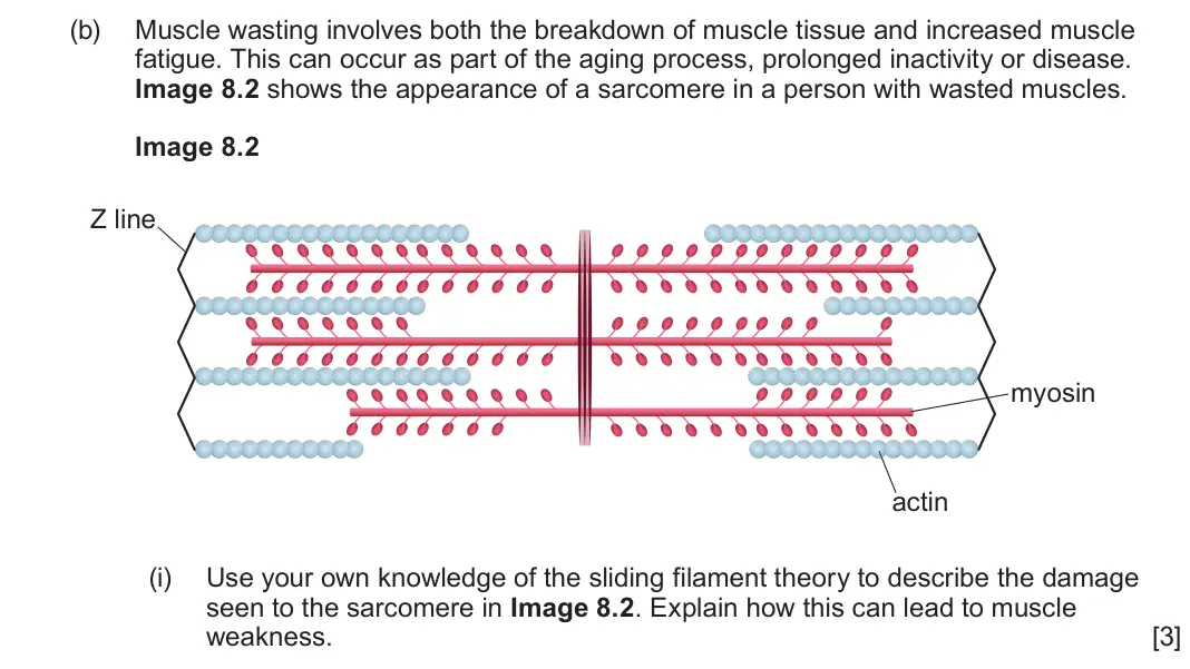 June 2025 Component 3, question 8(b)(i): Use your own knowledge of the sliding filament theory to describe the damage seen to the sarcomere in Image 8.2 Explain how this can lead to muscle weakness. [3