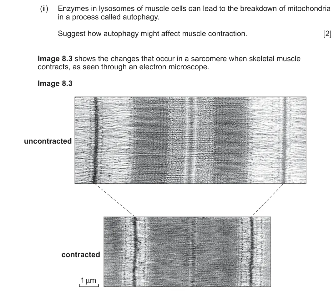 June 2025 Component 3, question 8(b)(ii): Enzymes in lysosomes of muscle cells can lead to the breakdown of mitochondria in a process called autophagy. Suggest how autophagy might affect muscle contract