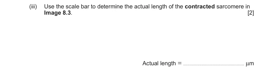 June 2025 Component 3, question 8(b)(iii): Use the scale bar to determine the actual length of the contracted sarcomere in Image 8.3 [2] Actual length = μm