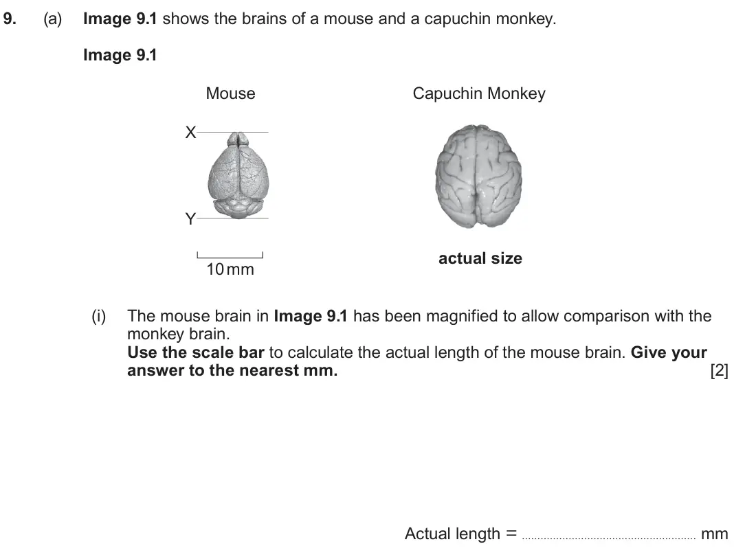 June 2025 Component 3, question 9(a)(i): The mouse brain in Image 9.1 has been magnified to allow comparison with the monkey brain. Use the scale bar to calculate the actual length of the mouse brain.