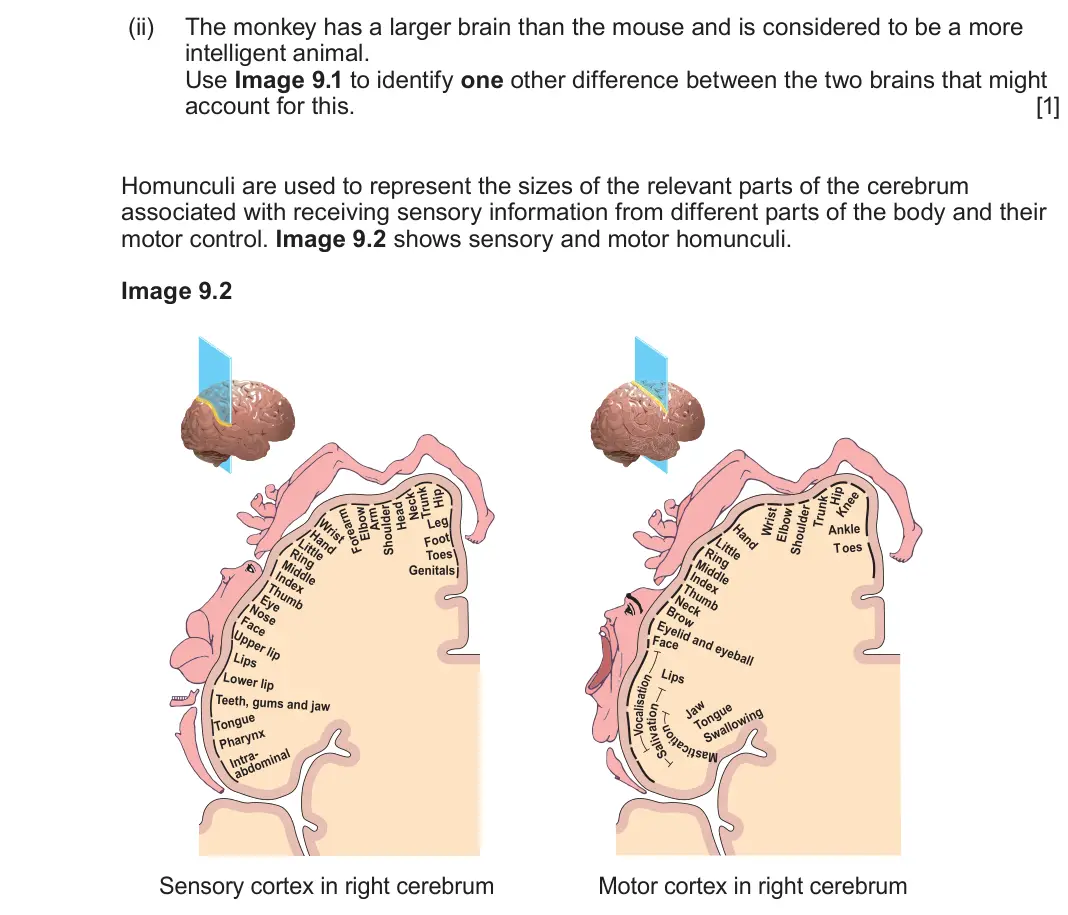 June 2025 Component 3, question 9(a)(ii): The monkey has a larger brain than the mouse and is considered to be a more intelligent animal. Use Image 9.1 to identify one other difference between the two b