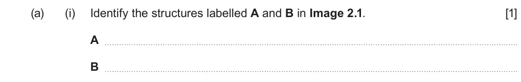 June 2024 AS Component 1, question 2(a)(i): Identify the structures labelled A and B in Image 2.1. [1] A B