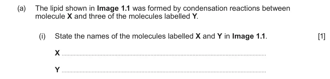 June 2025 AS Component 1, question 1(a)(i): State the names of the molecules labelled X and Y in Image 1.1. [1] X . . . . . . . . . . . . . . . . . . . . . . . . . . . . . . . . . . . . . . . . . . . . . 