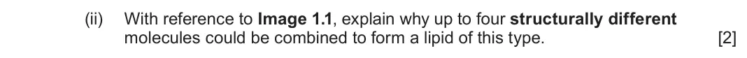 June 2025 AS Component 1, question 1(a)(ii): With reference to Image 1.1, explain why up to four structurally different molecules could be combined to form a lipid of this type. [2]