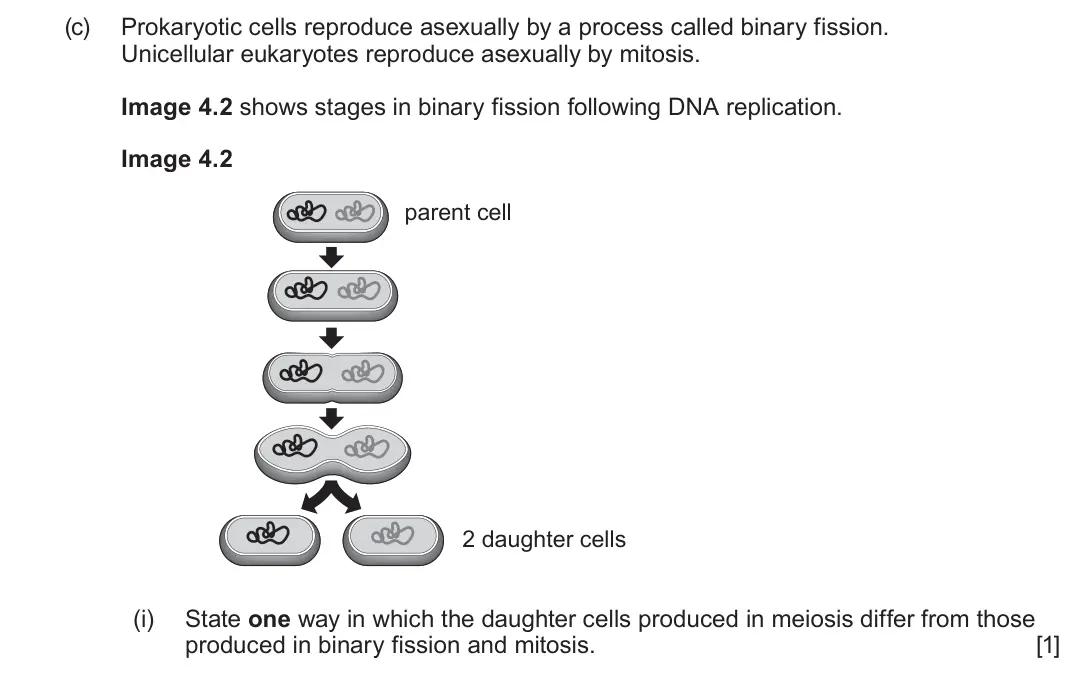 June 2025 AS Component 1, question 4(c)(i): State one way in which the daughter cells produced in meiosis differ from those produced in binary fission and mitosis. [1]