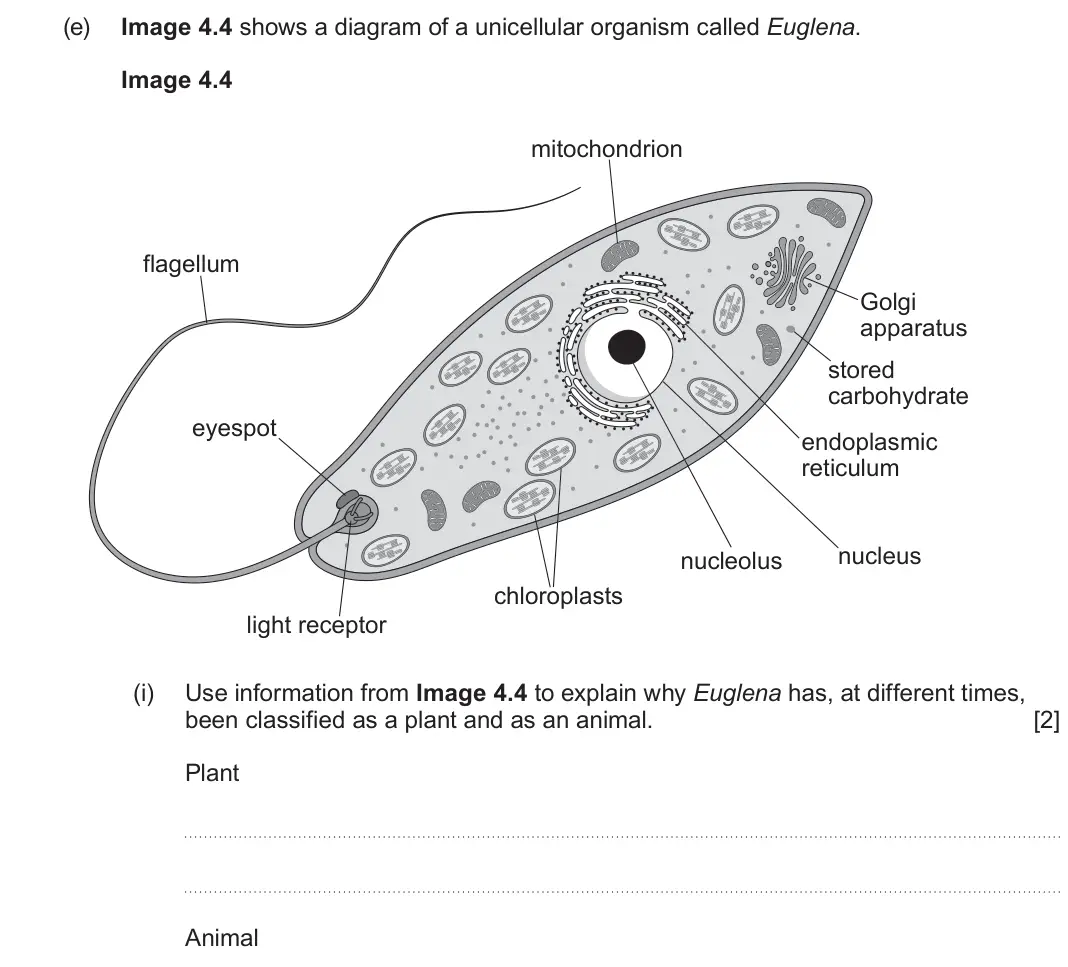 June 2025 AS Component 1, question 4(e)(i): Use information from Image 4.4 to explain why Euglena has, at different times, been classified as a plant and as an animal. [2] Plant Animal