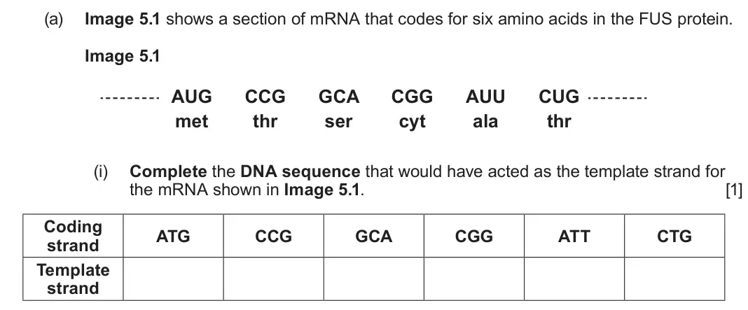 June 2025 AS Component 1, question 5(a)(i): Complete the DNA sequence that would have acted as the template strand for the mRNA shown in Image 5.1. [1] Coding ATG CCG GCA CGG ATT CTG strand Template stran