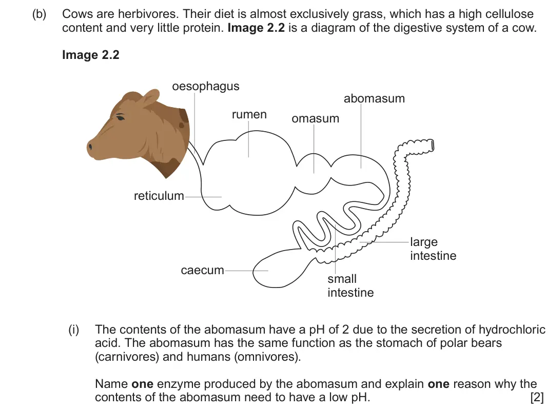 June 2024 AS Component 2, question 2(b)(i): The contents of the abomasum have a pH of 2 due to the secretion of hydrochloric acid. The abomasum has the same function as the stomach of polar bears (carnivo
