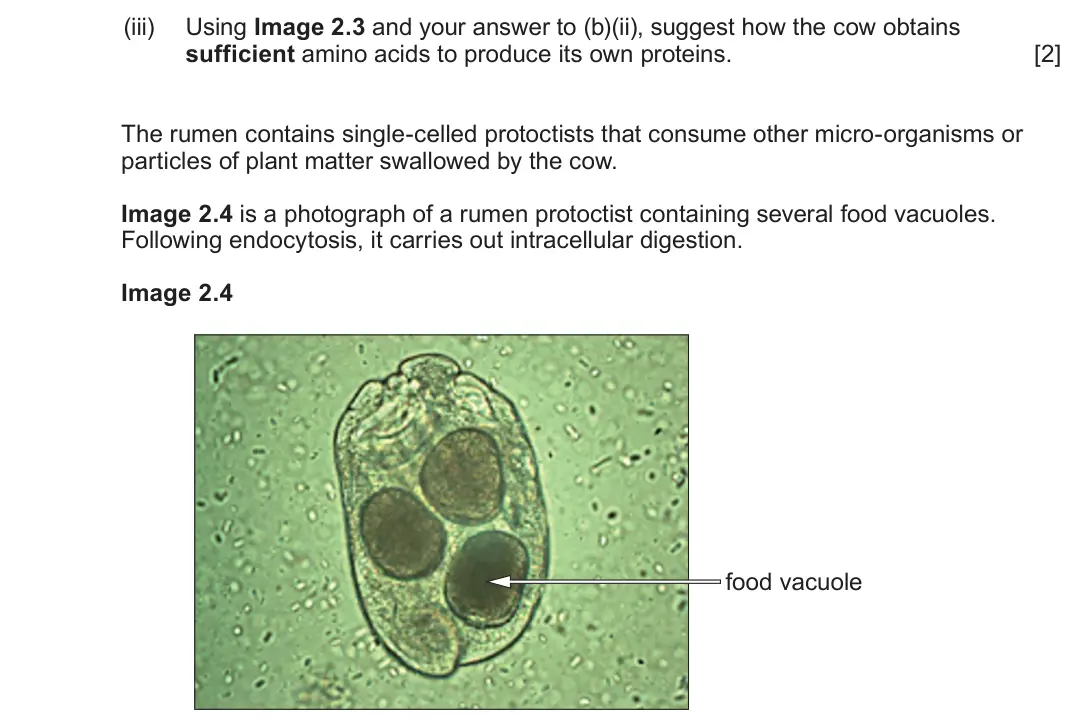 June 2024 AS Component 2, question 2(b)(iii): Using Image 2.3 and your answer to (b)(ii), suggest how the cow obtains sufficient amino acids to produce its own proteins. [2] The rumen contains single-celled