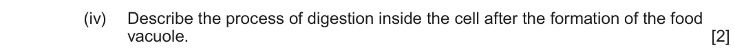 June 2024 AS Component 2, question 2(b)(iv): Describe the process of digestion inside the cell after the formation of the food vacuole. [2]