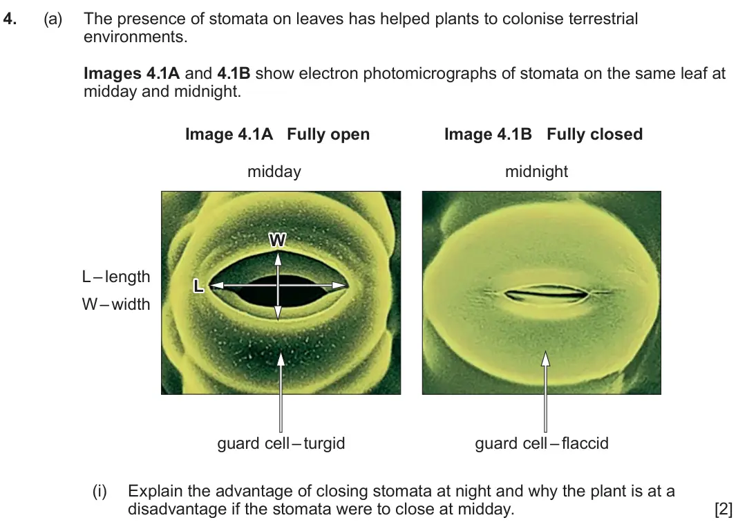 June 2024 AS Component 2, question 4(a)(i): Explain the advantage of closing stomata at night and why the plant is at a disadvantage if the stomata were to close at midday. [2]