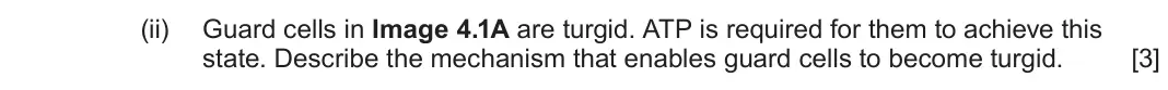 June 2024 AS Component 2, question 4(a)(ii): Guard cells in Image 4.1A are turgid. ATP is required for them to achieve this state. Describe the mechanism that enables guard cells to become turgid. [3]