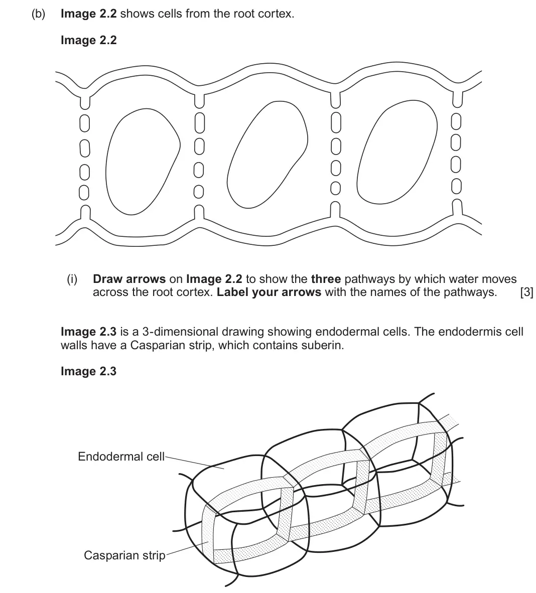 June 2025 AS Component 2, question 2(b)(i): Draw arrows on Image 2.2 to show the three pathways by which water moves across the root cortex. Label your arrows with the names of the pathways.  [3] Image 2