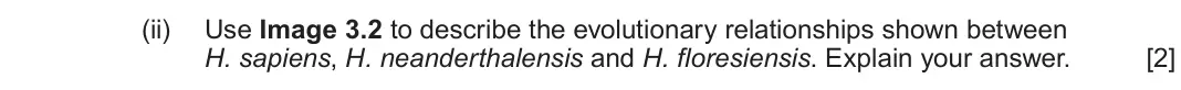 June 2025 AS Component 2, question 3(b)(ii): Use Image 3.2 to describe the evolutionary relationships shown between H. sapiens, H. neanderthalensis and H. floresiensis. Explain your answer.  [2]