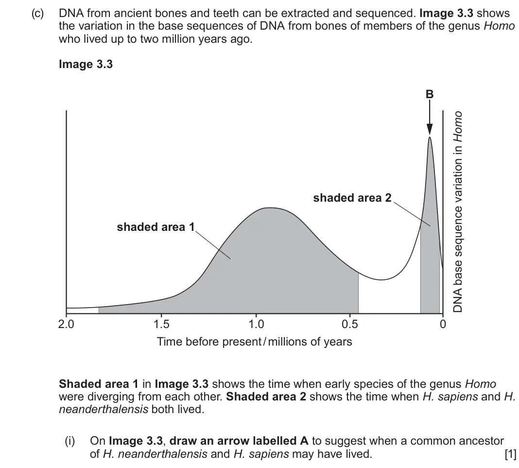 June 2025 AS Component 2, question 3(c)(i): On Image 3.3, draw an arrow labelled A to suggest when a common ancestor of H. neanderthalensis and H. sapiens may have lived.  [1]