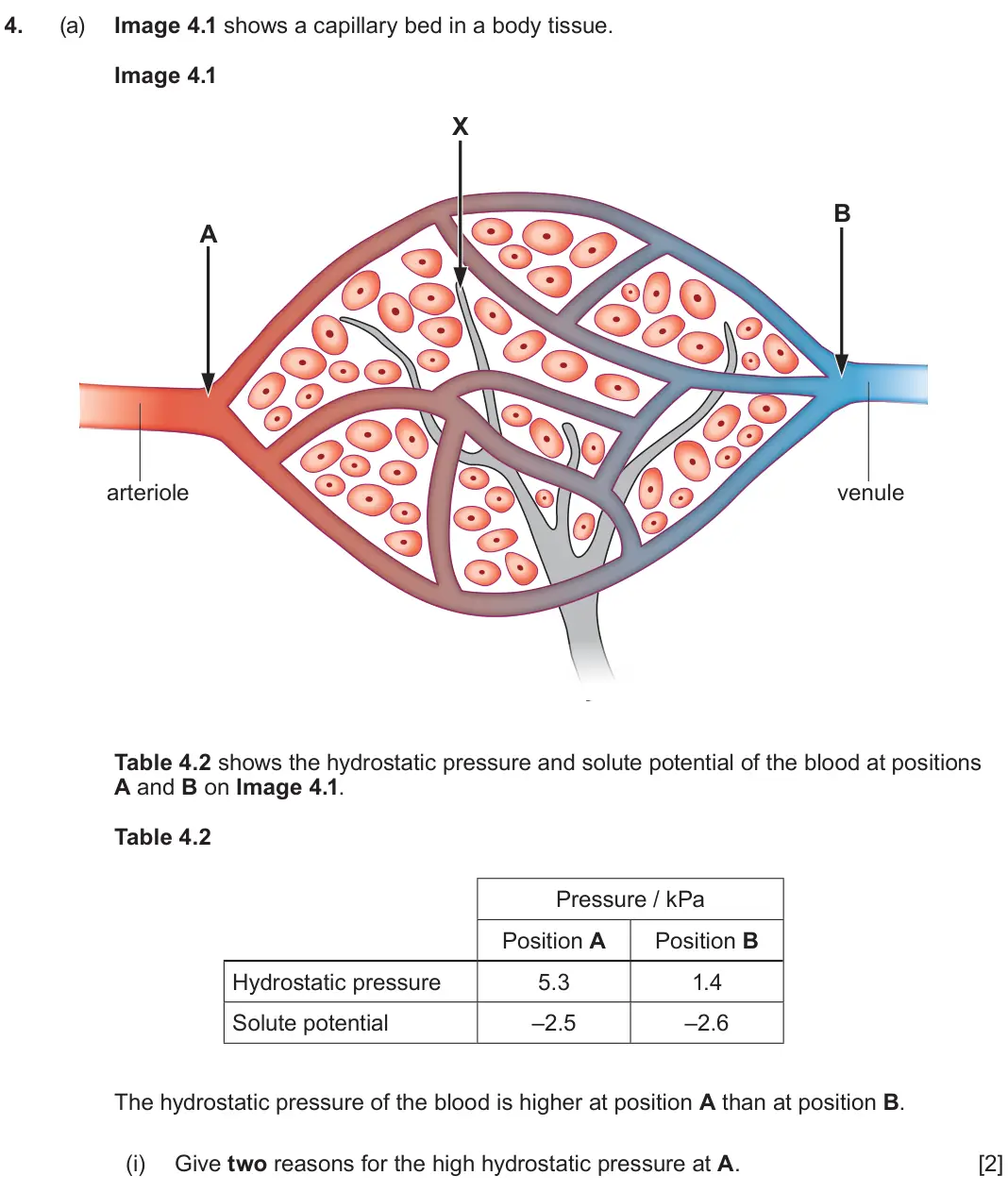 June 2025 AS Component 2, question 4(a)(i): Give two reasons for the high hydrostatic pressure at A.  [2]