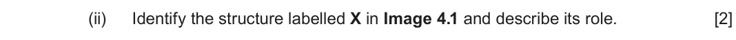 June 2025 AS Component 2, question 4(b)(ii): Identify the structure labelled X in Image 4.1 and describe its role.  [2]