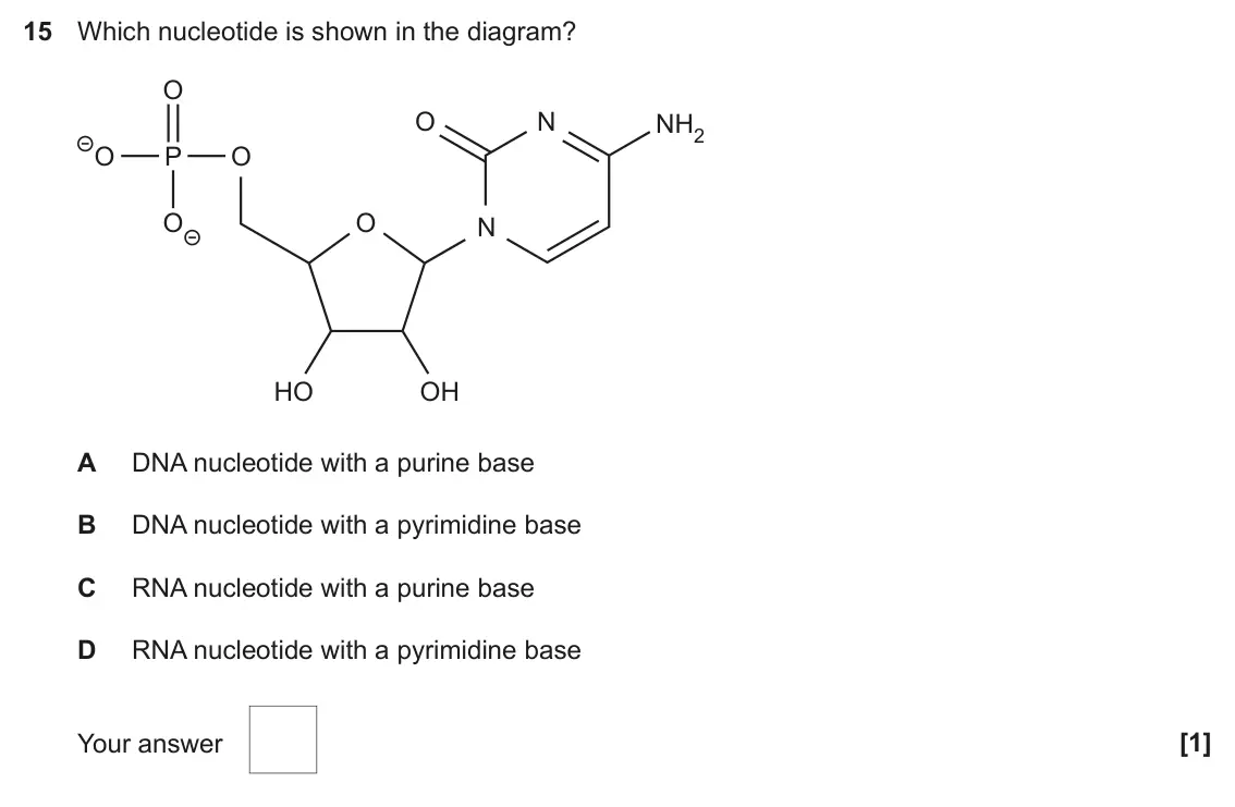 June 2023 AS Paper 1, question 15: Which nucleotide is shown in the diagram? O O N NH2 O P O O O N HO OH A DNA nucleotide with a purine base B DNA nucleotide with a pyrimidine base C RNA nucleoti