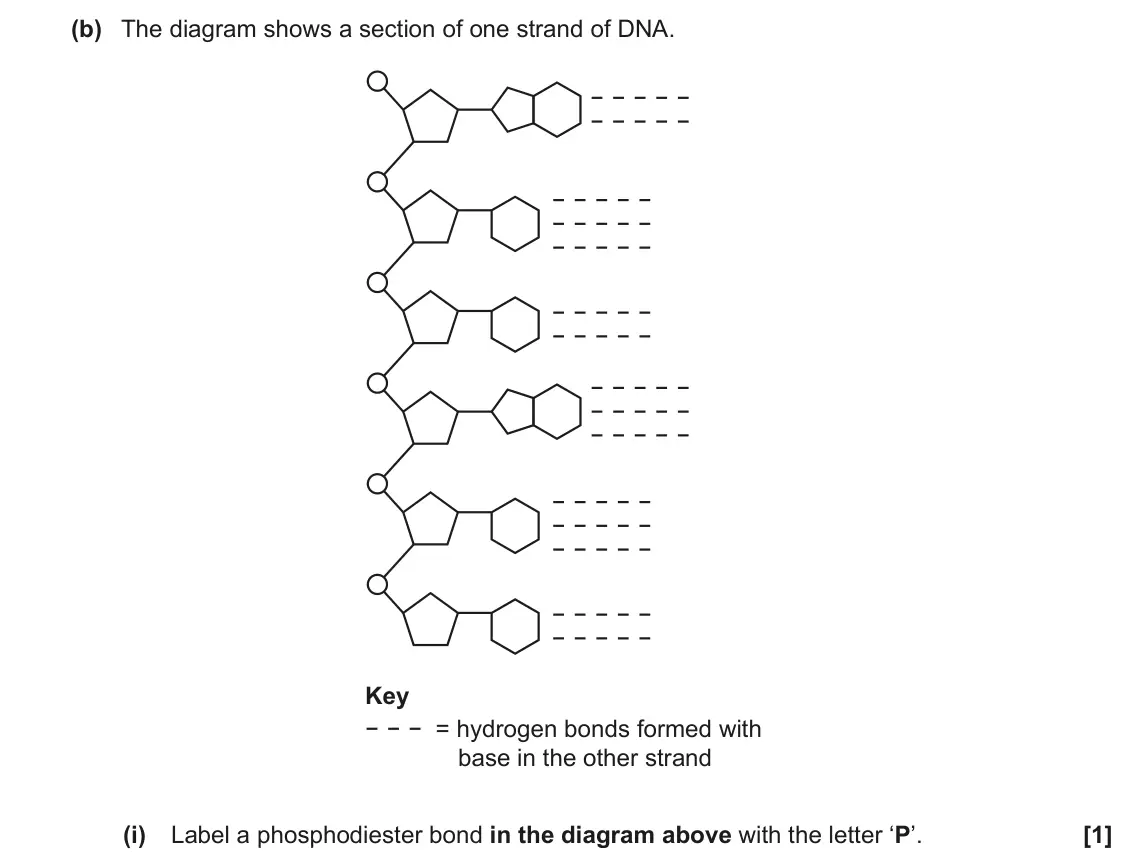 June 2023 AS Paper 1, question 27(b)(i): Label a phosphodiester bond in the diagram above with the letter ‘P’. [1]