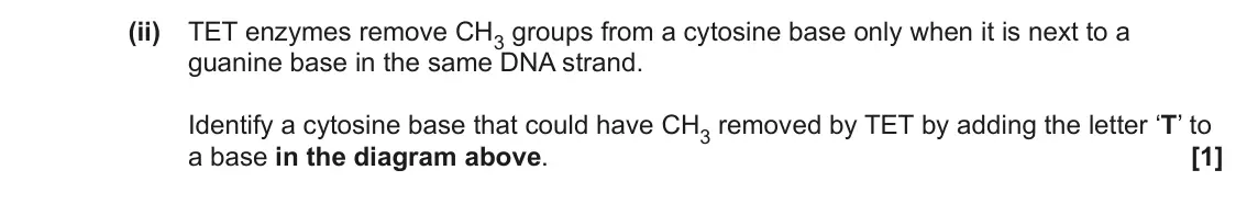 June 2023 AS Paper 1, question 27(b)(ii): TET enzymes remove CH3 groups from a cytosine base only when it is next to a guanine base in the same DNA strand. Identify a cytosine base that could have CH3 r