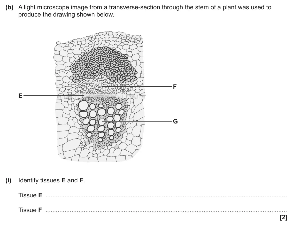 June 2024 AS Paper 1, question 22(b)(i): Identify tissues E and F. Tissue E Tissue F [2]
