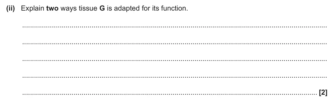 June 2024 AS Paper 1, question 22(b)(ii): Explain two ways tissue G is adapted for its function. [2]