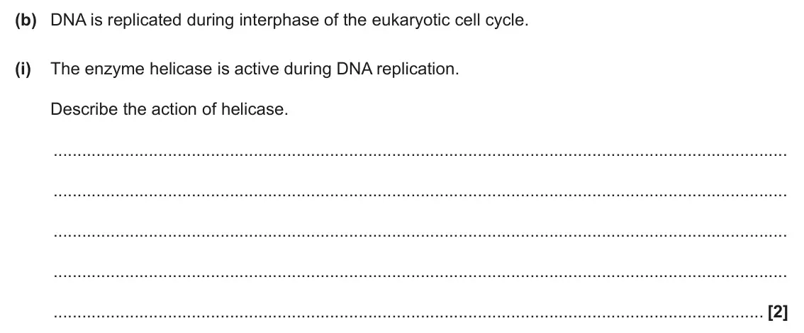 June 2024 AS Paper 1, question 23(b)(i): The enzyme helicase is active during DNA replication. Describe the action of helicase. [2]