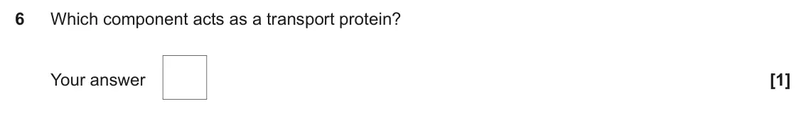 June 2025 AS Paper 1, question 6: Which component acts as a transport protein? Your answer [1]